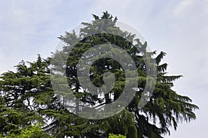 Cedrus deodara landscape