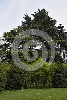 Cedrus deodara landscape