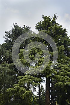 Cedrus deodara landscape