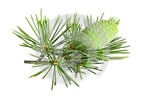 Cedrus deodara twig with cone