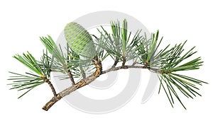 Cedrus deodara twig with cone