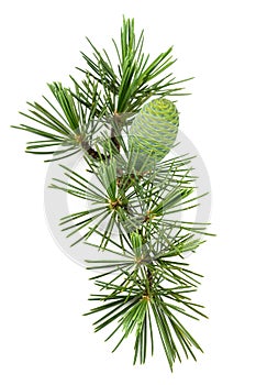 Cedrus deodara twig with cone