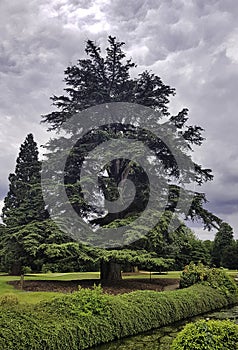 Cedrus libani tree known as cedar of Lebanon or Lebanon cedar in Denham Country Park, Hillingdon, London, UK
