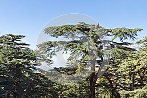 Cedrus Libani trees in Cedars of God forest, Arz, Bsharri, Lebanon