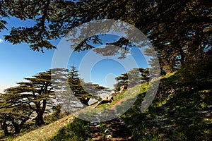 Cedrus Libanis in Shouf Mountains