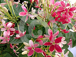 Ceguk Flower, Wudani, Combretum Indicum. photo