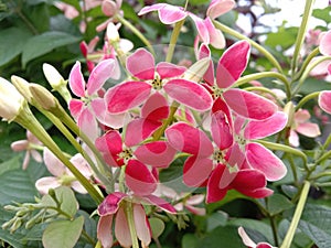 Ceguk Flower, Wudani, Combretum Indicum. photo