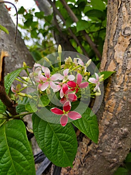 Ceguk or melati belanda or Combretum indicum