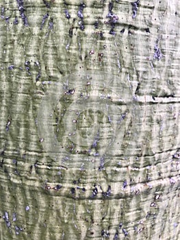 Ceiba insignis tree trunk texture