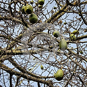 Ceiba insignis White Floss Silk Tree branches and fruits in Barcelona city park