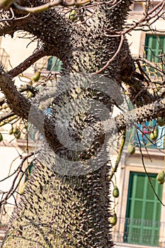 Ceiba insignis, the white floss-silk tree, is a species of flowering plant in the family Malvaceae