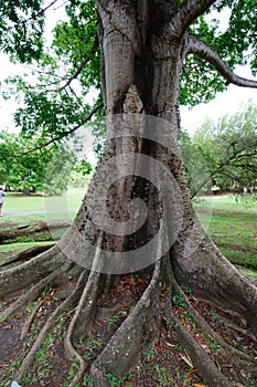 Ceiba pentadra trunk close up . Martinique island. photo