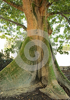 Ceiba pentandra