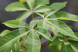 Ceiba pentandra leaves photo