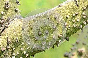 Ceiba speciosa, silk floss tree