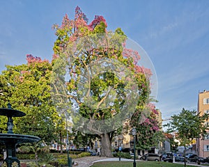 Ceiba speciosa, the silk Floss tree in Praca da Alegria in Lisbon, Portugal. photo