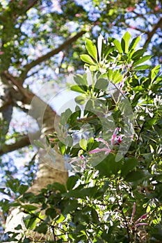 Ceiba Speciosa, or silk floss tree, a subtropical tree with bott