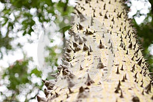 Ceiba Speciosa, or silk floss tree, a subtropical tree with bott