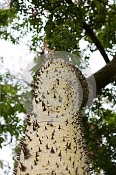 Ceiba Speciosa, or silk floss tree, a subtropical tree with bott