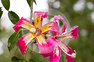 Ceiba Speciosa, or silk floss tree, a subtropical tree with bott