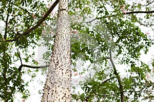 Ceiba Speciosa, or silk floss tree, a subtropical tree with bott