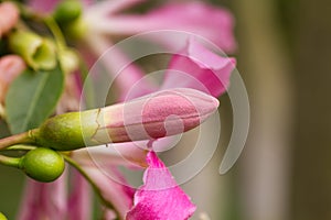 Ceiba Speciosa, or silk floss tree, a subtropical tree with bott