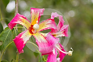 Ceiba Speciosa, or silk floss tree, a subtropical tree with bott