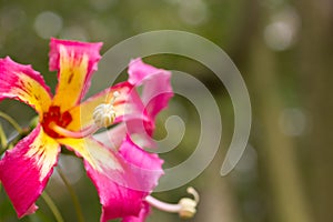 Ceiba Speciosa, or silk floss tree, a subtropical tree with bott