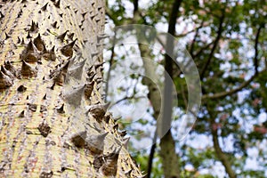 Ceiba Speciosa, or silk floss tree, a subtropical tree with bott