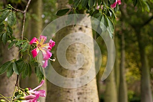 Ceiba Speciosa, or silk floss tree, a subtropical tree with bott