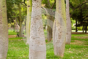 Ceiba Speciosa, or silk floss tree, a subtropical tree with bott