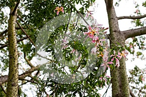 Ceiba Speciosa, or silk floss tree, a subtropical tree with bott