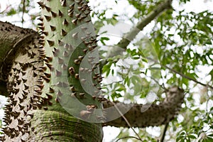 Ceiba Speciosa, or silk floss tree, a subtropical tree with bott