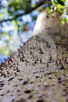 Ceiba Speciosa, or silk floss tree, a subtropical tree with bott