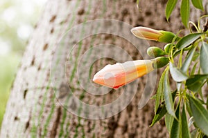 Ceiba Speciosa, or silk floss tree, a subtropical tree with bott