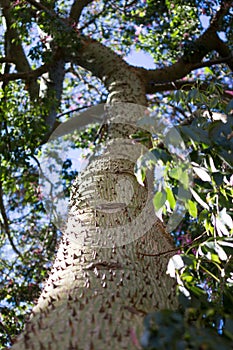 Ceiba Speciosa, or silk floss tree, a subtropical tree with bott