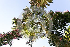 Ceiba Speciosa, or silk floss tree, a subtropical tree with bott