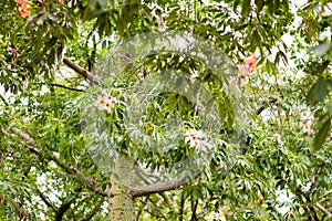 Ceiba Speciosa, or silk floss tree, a subtropical tree with bott