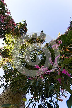 Ceiba Speciosa, or silk floss tree, a subtropical tree with bott