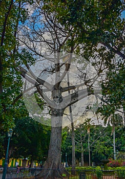 The Ceiba tree of the American Fraternity in the Fraternity Park in Havana. March 27, 2019. Cuba.