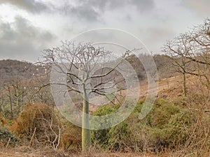 Ceiba Tree at Forest Guayas Ecuador photo