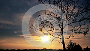 Ceiba Tree in Sunset