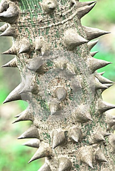 Ceiba tree thorn