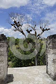 Ceiba tree in Tikal archeological park photo