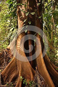 Ceiba, tropical tree, Tayrona National Park photo