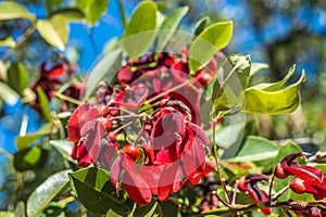 Ceibo flower on Palermo Woods in Buenos Aires