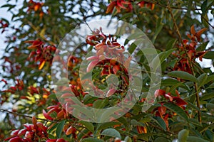 Ceibo tree flowers at sunset