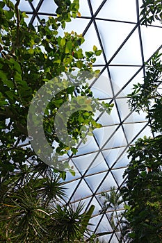 The Ceiling of an Aviary