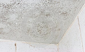 Ceiling mould mildew