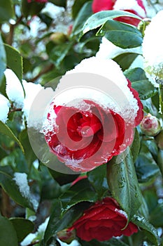 Camelia japonica flower in spring covered with snow